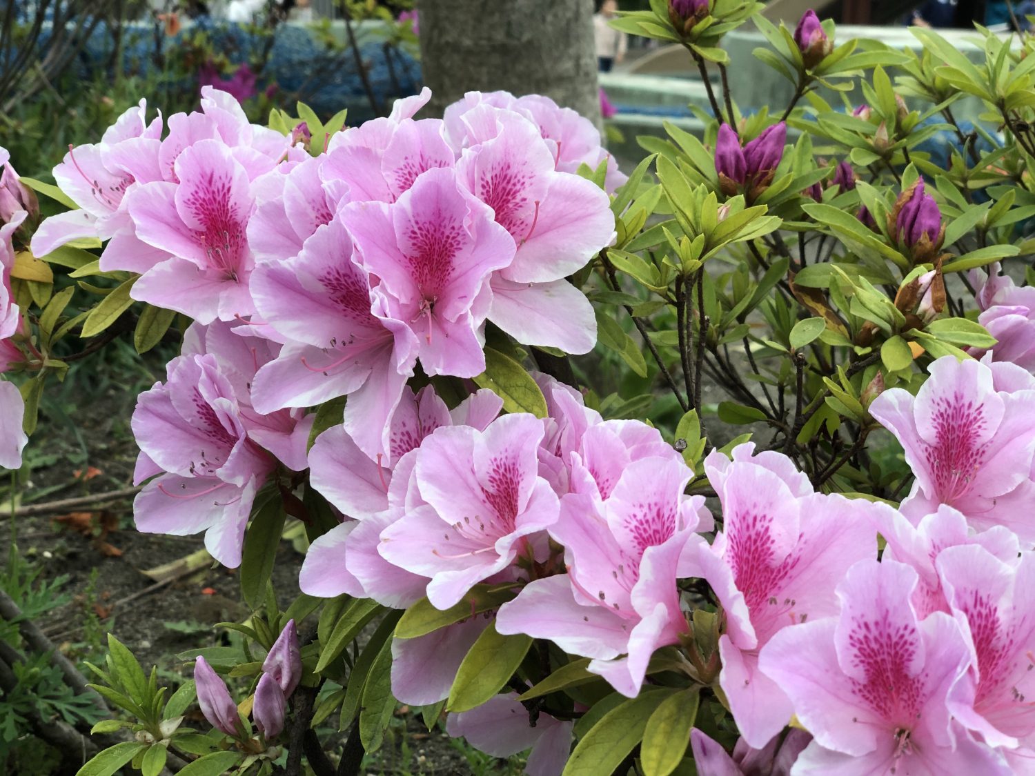 ツツジ 毒性 野に咲くはなで毒のある花 ハチミツにも毒がある