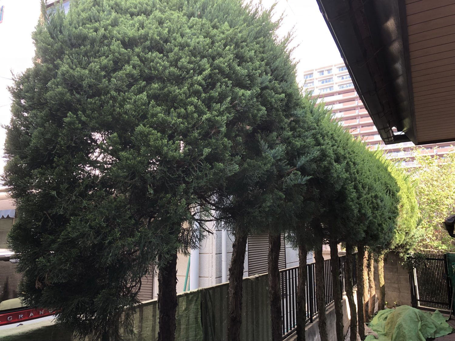 ブログ 西東京市で剪定 造園 植栽 お庭リフォームなら行橋園にお任せ